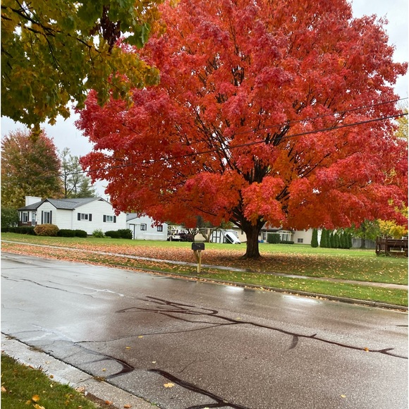 Meet your Posher, Chrissy - Picture 1 of 1